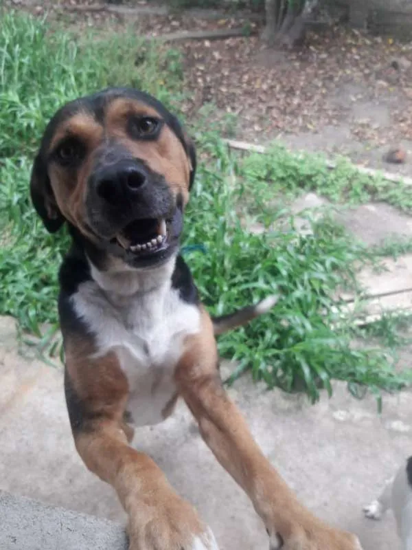 Cachorro ra a Vira-lata idade 2 anos nome Sem nome
