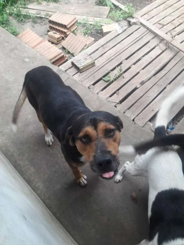 Cachorro ra a Vira-lata idade 2 anos nome Sem nome
