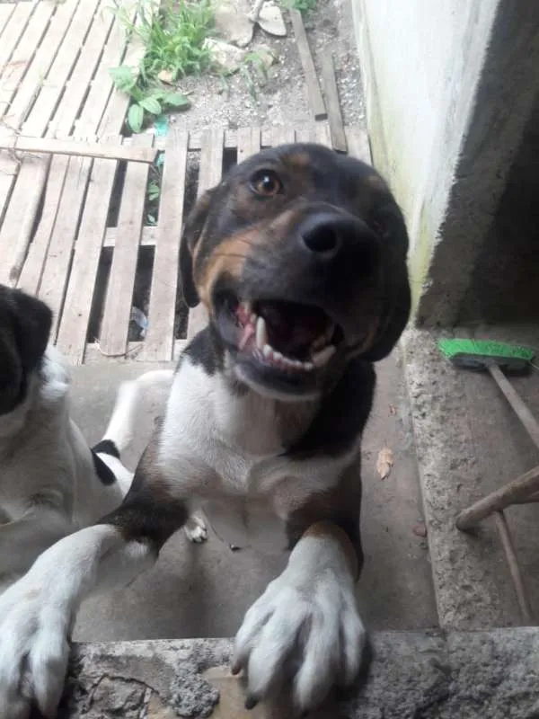 Cachorro ra a Vira-lata idade 2 anos nome Kurt