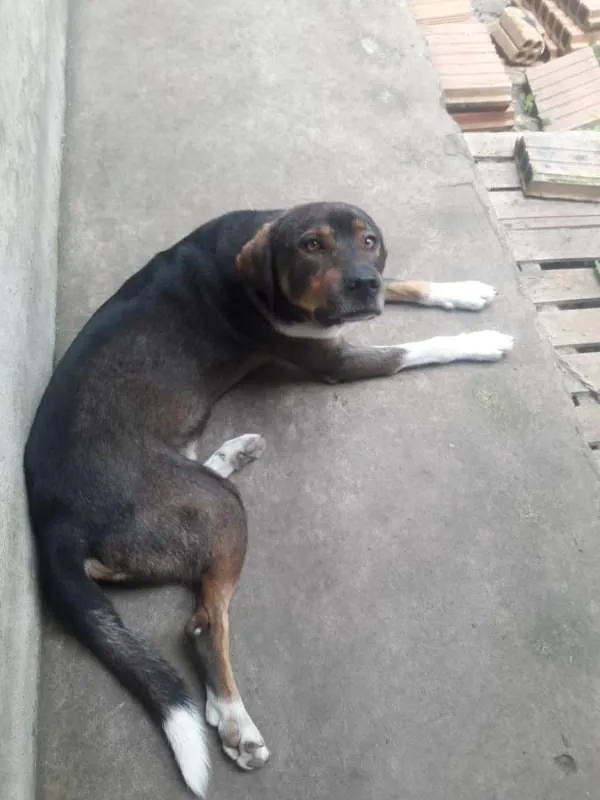 Cachorro ra a Vira-lata idade 2 anos nome Kurt