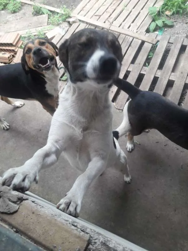 Cachorro ra a Vira-lata idade 2 anos nome Sem nome