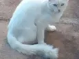 Hagertha