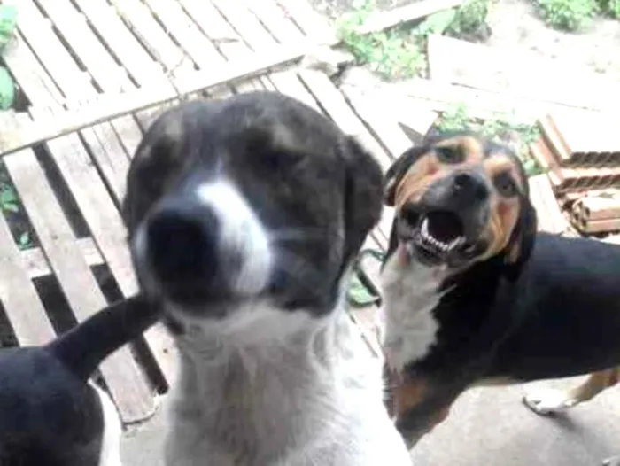 Cachorro ra a Vira-lata idade 2 anos nome Sem nome