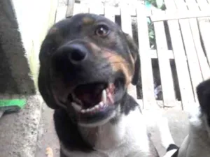 Cachorro raça Vira-lata idade 2 anos nome Kurt