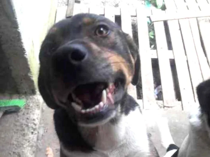 Cachorro ra a Vira-lata idade 2 anos nome Kurt