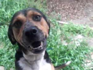 Cachorro raça Vira-lata idade 2 anos nome Sem nome