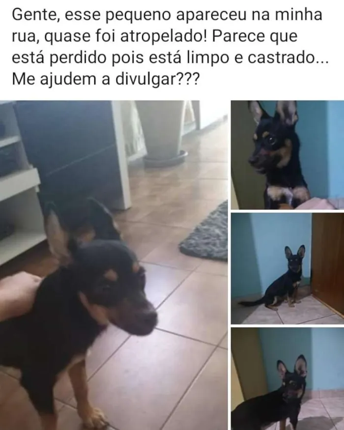 Cachorro ra a Vira lata idade 7 a 11 meses nome Não tem