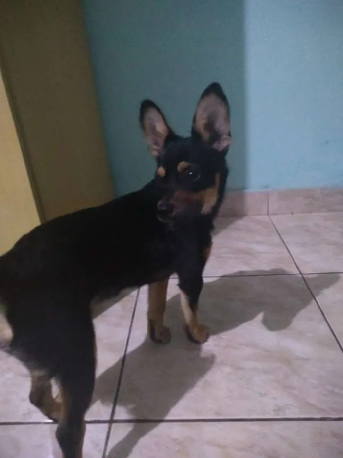 Cachorro ra a Vira lata idade 7 a 11 meses nome Não tem