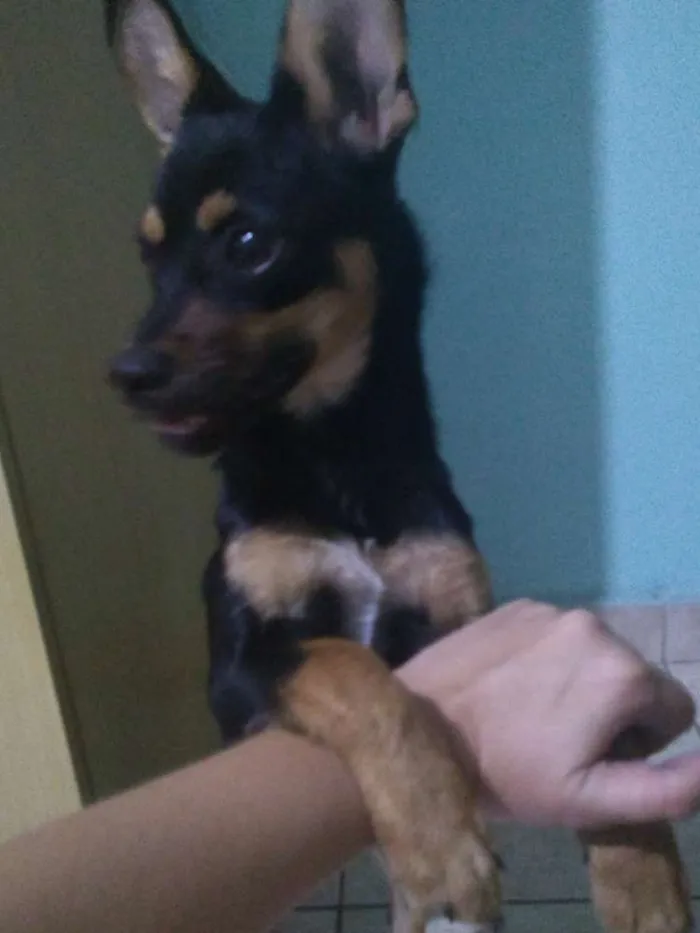 Cachorro ra a Vira lata idade 7 a 11 meses nome Não tem