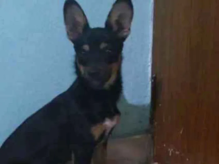 Cachorro ra a Vira lata idade 7 a 11 meses nome Não tem