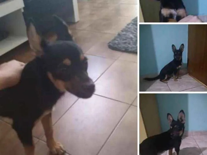 Cachorro ra a Vira lata idade 7 a 11 meses nome Não tem