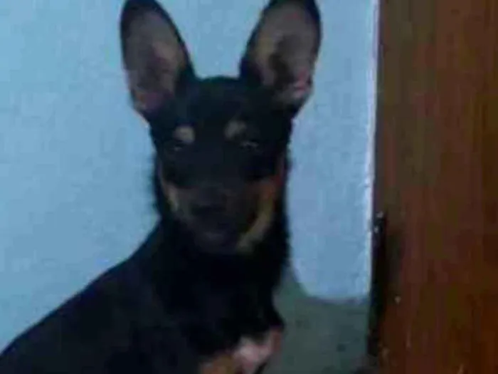 Cachorro ra a Vira lata idade 7 a 11 meses nome Não tem