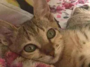 Gato raça SRD idade 2 a 6 meses nome Marie