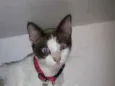 Miucha
