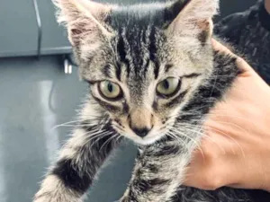 Gato raça Não sei específica  idade 2 a 6 meses nome Não tem 