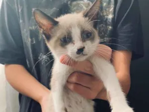 Gato raça Não sei especifica  idade Abaixo de 2 meses nome Sem nome 