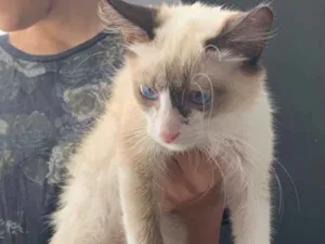 Gato raça Não sei específica  idade 2 a 6 meses nome Sem nome 