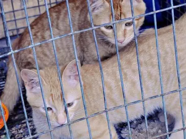 Gato ra a srd idade 2 a 6 meses nome Fuleiro estopinha