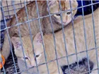 Gato raça srd idade 2 a 6 meses nome Fuleiro estopinha
