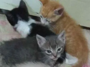 Gato raça Não sei idade 2 a 6 meses nome Ainda não tem