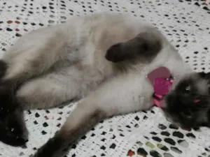 Gato raça SRD idade 2 anos nome Luna