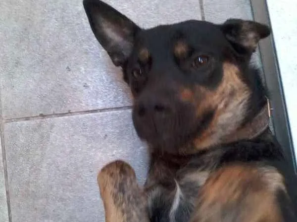 Cachorro ra a Rottweiler idade 7 a 11 meses nome Traquinas Fofa