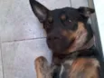 Traquinas Fofa