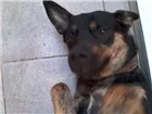 Cachorro raça Rottweiler idade 7 a 11 meses nome Traquinas Fofa
