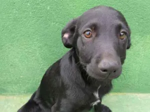 Cachorro raça SRD idade 2 a 6 meses nome LINA