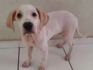 Cachorro raça SRD idade 2 a 6 meses nome Horus