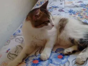 Gato raça Sem raça idade 2 a 6 meses nome Gamora
