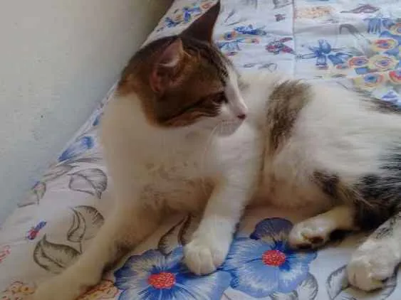 Gato ra a Sem raça idade 2 a 6 meses nome Gamora