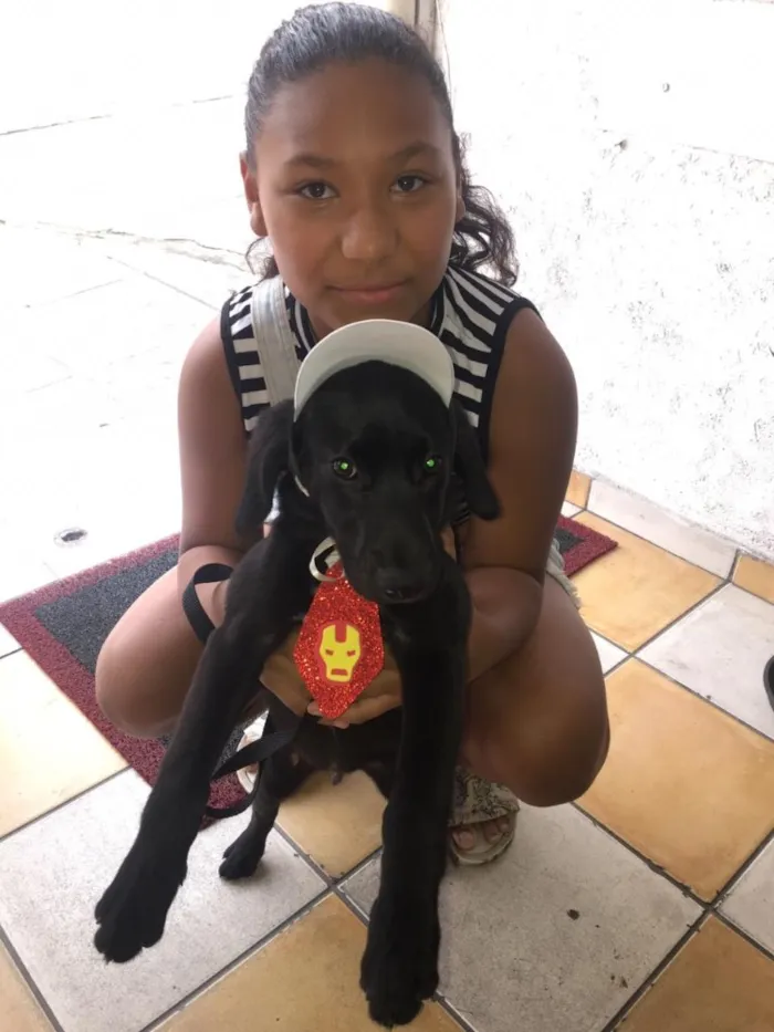 Cachorro ra a Srd  idade 2 a 6 meses nome Bob