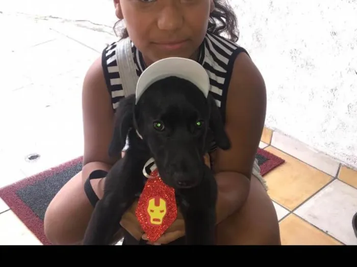 Cachorro ra a Srd  idade 2 a 6 meses nome Bob