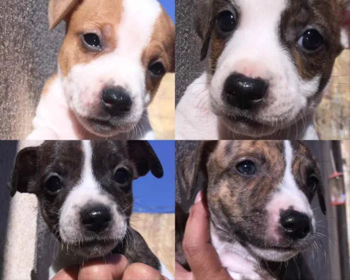 Cachorro ra a  idade Abaixo de 2 meses nome não há nomes