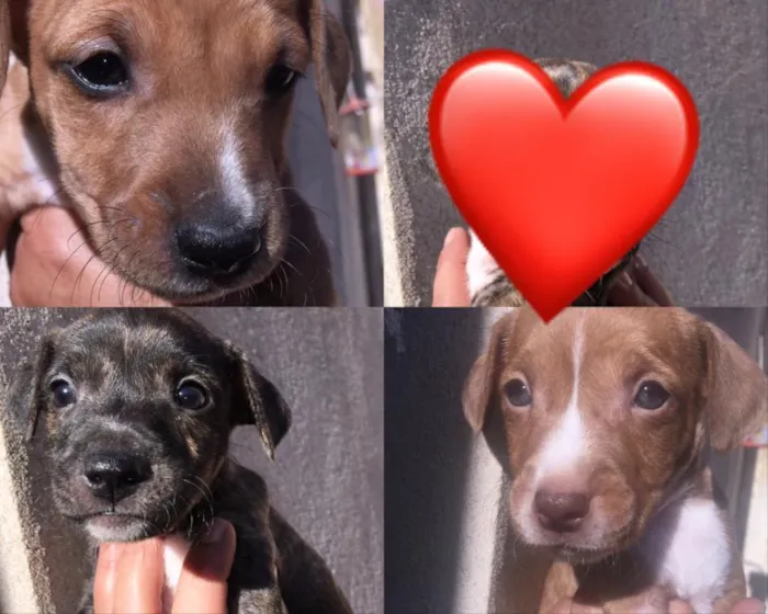Cachorro ra a  idade Abaixo de 2 meses nome não há nomes