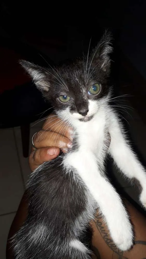 Gato ra a Vira lata idade 2 a 6 meses nome Sem nomes