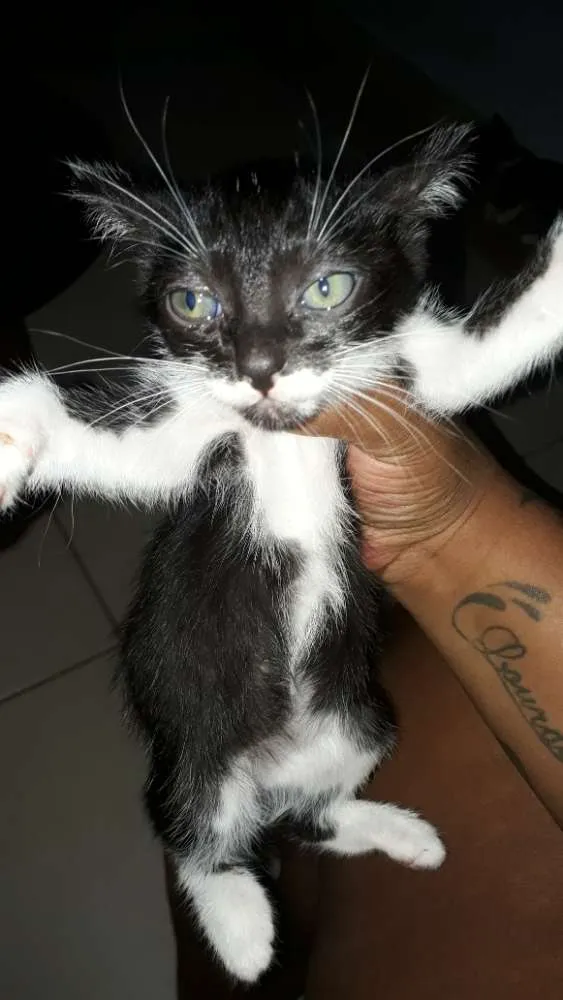 Gato ra a Vira lata idade 2 a 6 meses nome Sem nomes