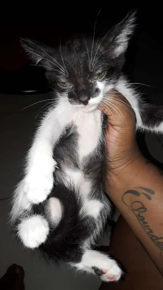 Gato ra a Vira lata idade 2 a 6 meses nome Sem nomes