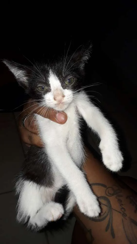 Gato ra a Vira lata idade 2 a 6 meses nome Sem nomes