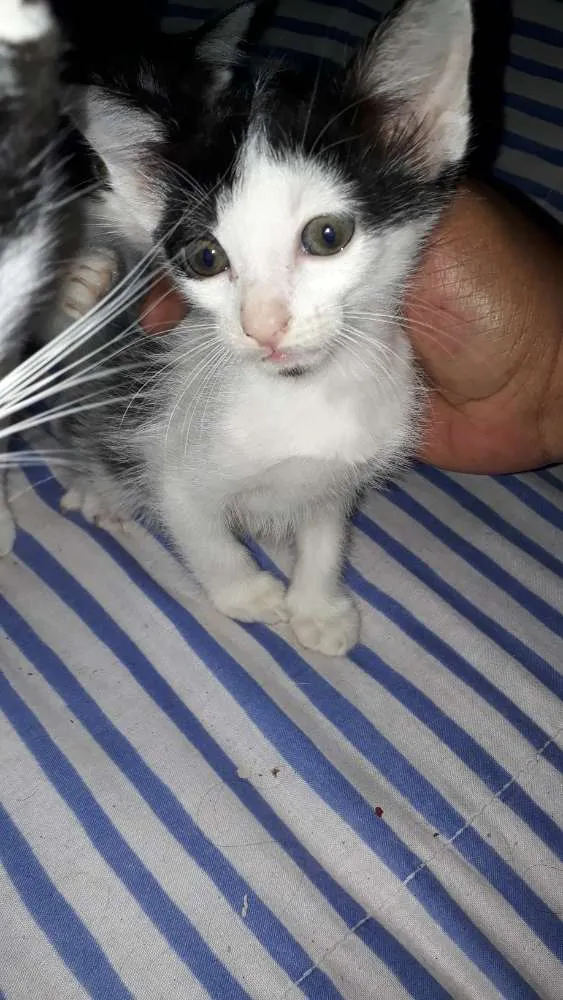 Gato ra a Vira lata idade 2 a 6 meses nome Sem nomes