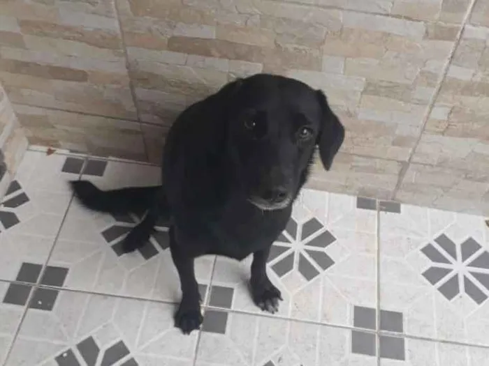 Cachorro ra a Sem raça definida idade 7 a 11 meses nome Princesa