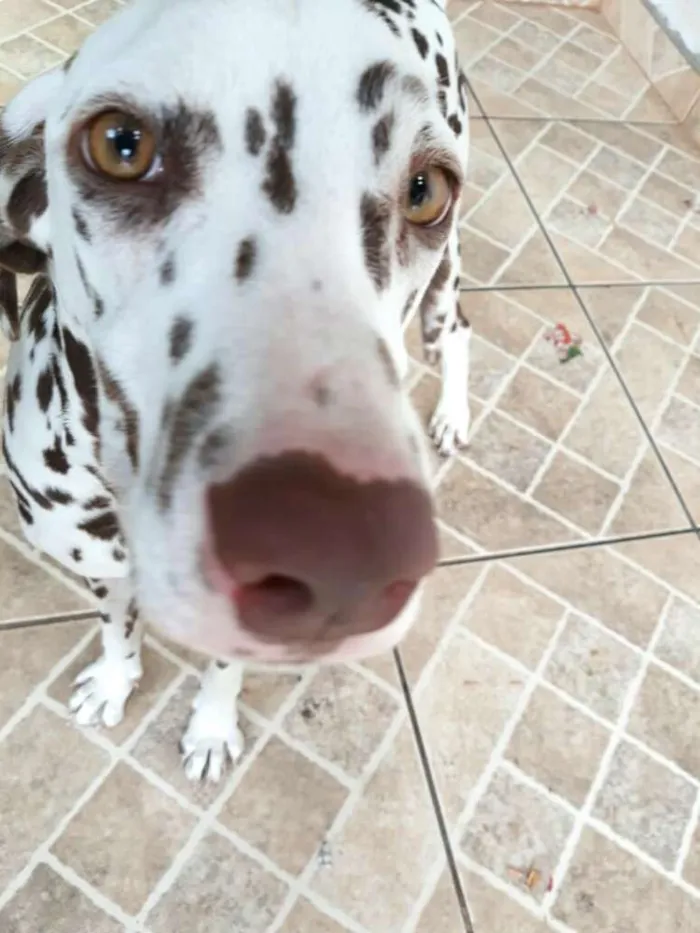 Cachorro ra a Dálmata  idade 7 a 11 meses nome Lara