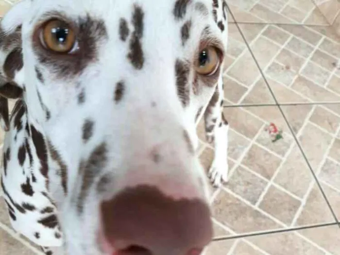 Cachorro ra a Dálmata  idade 7 a 11 meses nome Lara