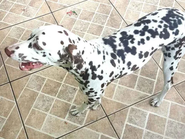 Cachorro ra a Dálmata  idade 7 a 11 meses nome Lara