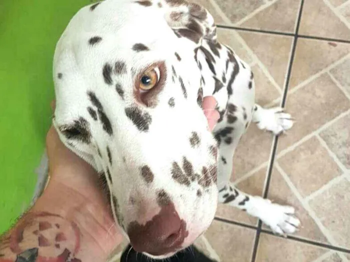 Cachorro ra a Dálmata  idade 7 a 11 meses nome Lara