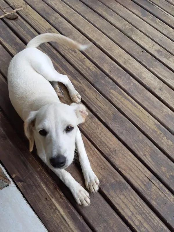 Cachorro ra a Labra lata idade 7 a 11 meses nome Lua