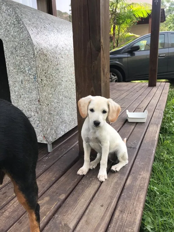 Cachorro ra a Labra lata idade 7 a 11 meses nome Lua