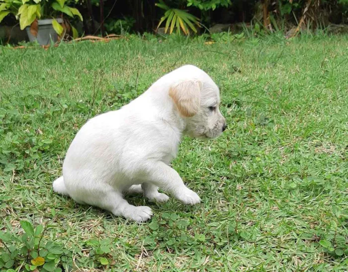 Cachorro ra a Labra lata idade 7 a 11 meses nome Lua