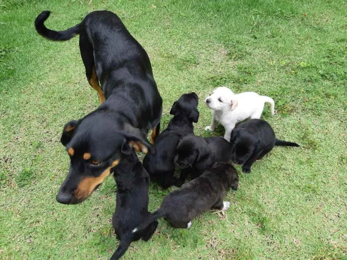 Cachorro ra a Labra lata idade 7 a 11 meses nome Lua